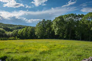 Meadow with yellow flowers on the edge of the forest with deep blue sky above