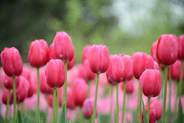 several pink tulips with green space