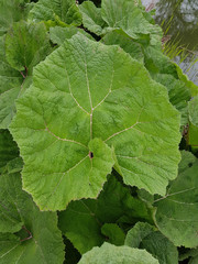 Pestwurz; Petasites, hybridus; officinalis