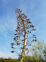Pestwurz; Petasites, hybridus; officinalis
