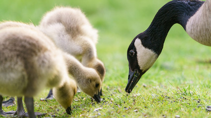 Canada goose and goslings