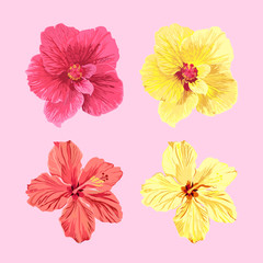 jamaica flowers vector set.