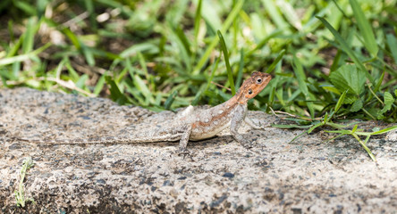 Red-headed Rock Agama Lizard (Agama agama) Warming on a Rock in Northern Tanzania
