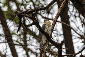 Red-chested Cuckoo (Cuculus solitarius) Perched in a Tree in Northern Tanzania