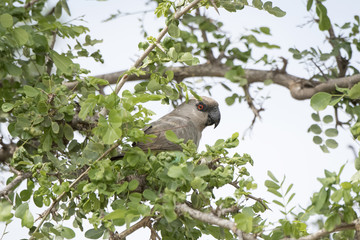 Red-bellied Parrot (Poicephalus rufiventris) Perched in a Tree in Northern Tanzania