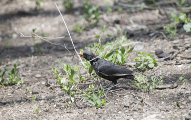 Red-billed Buffalo-Weaver (Bubalornis niger) Carries a Stick in Northern Tanzania