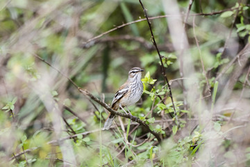 Red-backed Scrub-Robin (Cercotrichas leucophrys) Perched on a Branch in Northern Tanzania