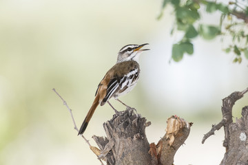 Red-backed Scrub-Robin (Cercotrichas leucophrys) Singing from a Tree Stump in Northern Tanzania