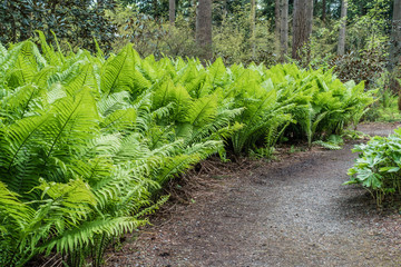 Delicate Ferns Macro 2