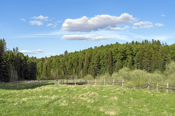 Green meadow on the edge of a coniferous forest