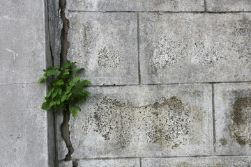 cement wall