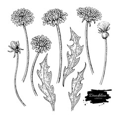 Obraz premium Zestaw do rysowania wektor kwiat mniszka lekarskiego. Odosobniona dzika roślina i liście. Ziołowy grawerowany