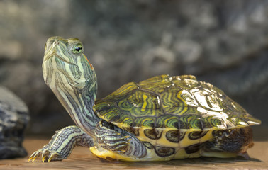 Red-eared slider close-up