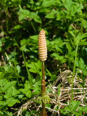 Obraz premium Field or common horsetail, Equisetum arvense, young shoots macro with bokeh background, selective focus, shallow DOF