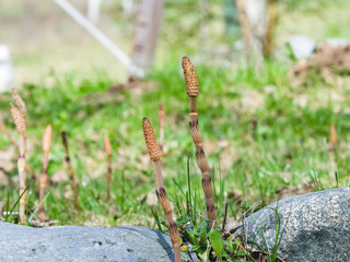 Field or common horsetail, Equisetum arvense, macro with bokeh background, selective focus, shallow DOF