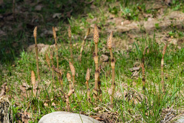 Field or common horsetail, Equisetum arvense, macro with bokeh background, selective focus, shallow DOF