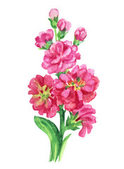 Pink gillyflower, watercolor painting on white background.