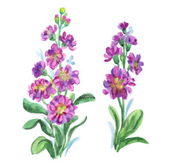 Fototapeta na wymiar Two bright pink gillyflowers, watercolor illustration on a white background.