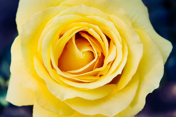 Closeup of a Yellow Rose in Bloom