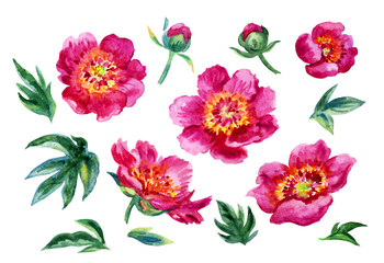 Set of pink peonies with leaves and buds, watercolor illustration, isolated on white background.