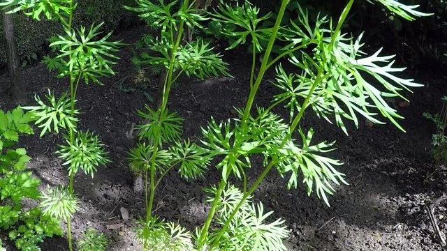 Eisenhut, Aconitum napellus, giftigste Pflanze der Welt