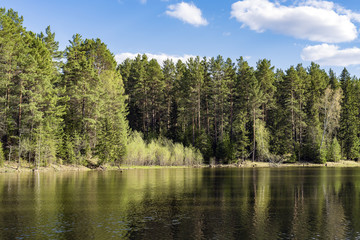 Fototapeta premium Coniferous forest on the edge of a lake
