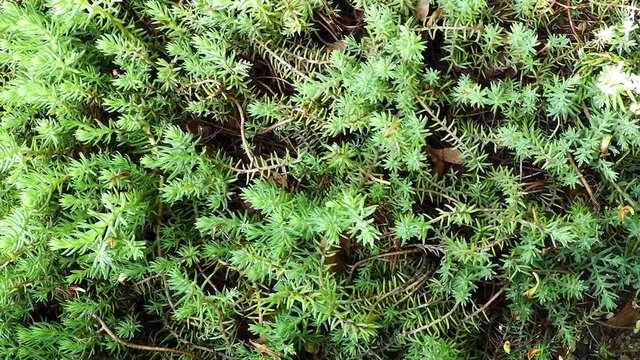 Tripmadam, Heilpflanze und Salat im Kr&auml;utergarten
