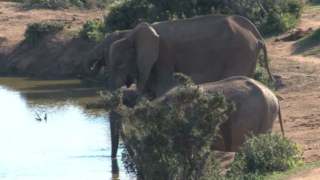 Elephants at the waterpool