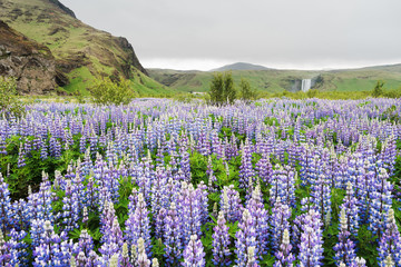Fototapeta premium Lupine flowers on the meadow in Iceland