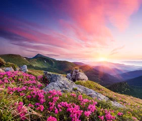 Fotobehang Zomer Zomerlandschap met bloemen in de bergen
