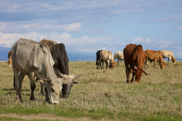 Naklejka na ściany i meble A herd of boran cattle grazing