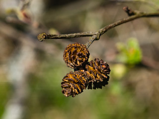 Mature cones on branch Black alder or Alnus glutinosa close-up, selective focus, shallow DOF