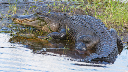 Gator
