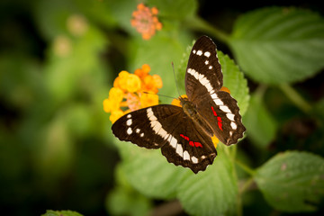 tropical butterfly