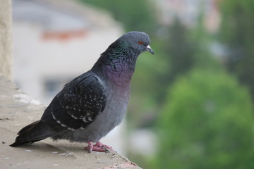 Blue rock pigeon