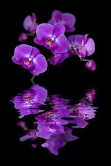 Flowers of orchids