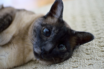 Siamese cat looking at the viewer