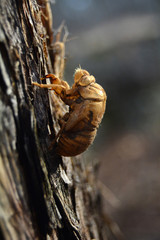 Cicada Shell