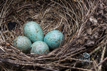 A blue jay's nest with eggs.