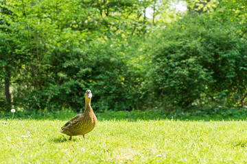 Duck on the grass in the park