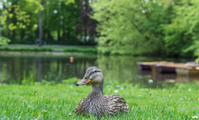 Duck on the grass in the park