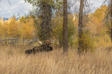 Fototapeta na wymiar Bull Moose Bedded in Fall