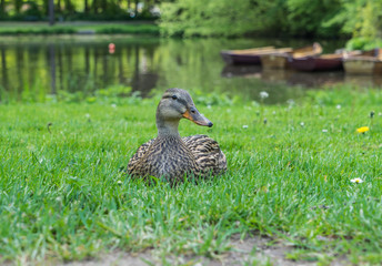Duck on the grass in the park