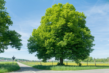 Grüner grosser Baum an Strasse