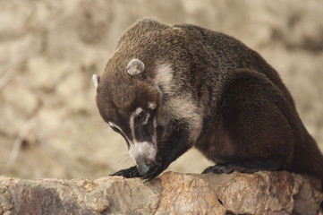 Fototapeta premium Coati Cleans Paw
