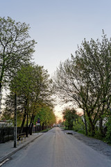 Fototapeta premium aleja drzew o zachodzie słońca
