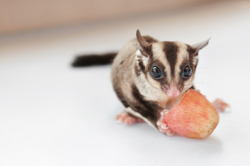 Cute sugar glider eating grape on light background, closeup
