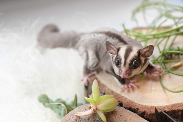 Cute funny sugar glider on decorative stub against light background