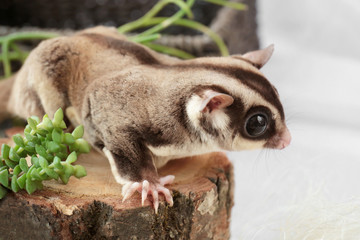 Cute funny sugar glider on decorative stub at home, closeup