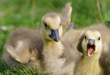 cute Canada goose gosling